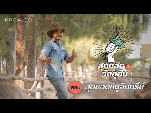 สุดยอดวัตถุดิบ by เชฟน่าน ตอน สุดยอดหมูอินทรีย์