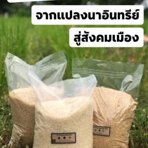 ข้าวหอมมะลิอินทรีย์ ถุงละ 5 กก วิสาหกิจชุมชนกลุ่มการผลิตและแปรรูปข้าวอินทรีย์ อ.เลสภูมิ จ. ร้อยเอ็ด