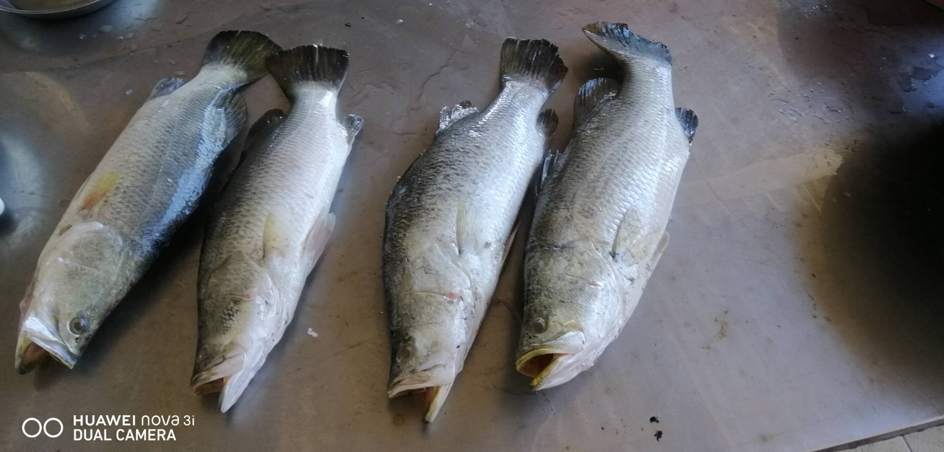ปลากะพงขาวแล่เฉพาะเนื้อ ร้านคนจับปลา จ.นครศรีธรรมราช 799บ/กก ราคาในเว็บคิดที่ 350 กรัม 280 บาท - Image 3