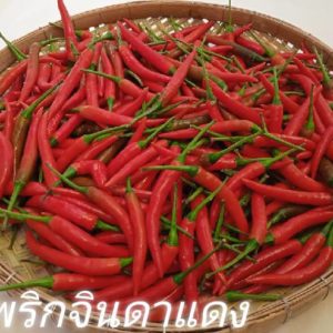 พริกจินดาแดง 100 กรัม
