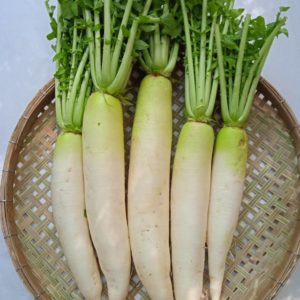 หัวไชเท้า 500 กรัม วังรีคลีน