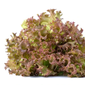 สลัดเรดโอ๊ค  200 กรัม วังรีคลีน