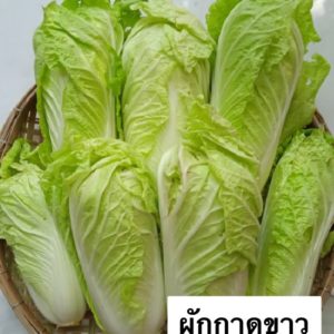 ผักกาดขาว  500 กรัม วังรีคลีน