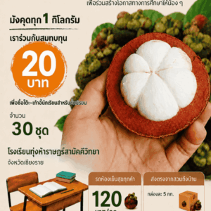 มังคุดออแกนิค 10-13ลูก/กก บ้านสวนต้นไม้ สายน้ำลานสกา สวนสามร้อยปี จ.นครศรีธรรมราช (ส่งตรงจากสวนถึงบ้าน) ราคารวมส่ง  690 บาท/5กก.