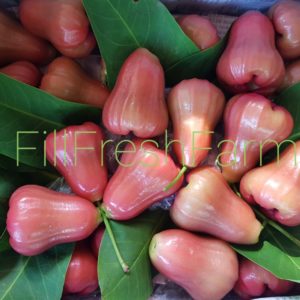 ชมพู่ทับทิมจันทร์ FillFreshFarm สามพราน จ. นครปฐม กิโลกรัมละ