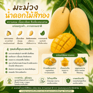 มะม่วงน้ำดอกไม้สีทองออแกนิค รุ่งแสงอรุณออร์แกนิคฟาร์ม*** มาตรฐานเกษตรอินทรีย์จากสมาพันธ์เกษตรกรรมยั่งยืนลำพูน SDGsPGS🔸ทานสุก หวานฉ่ำ มีกลิ่นหอม