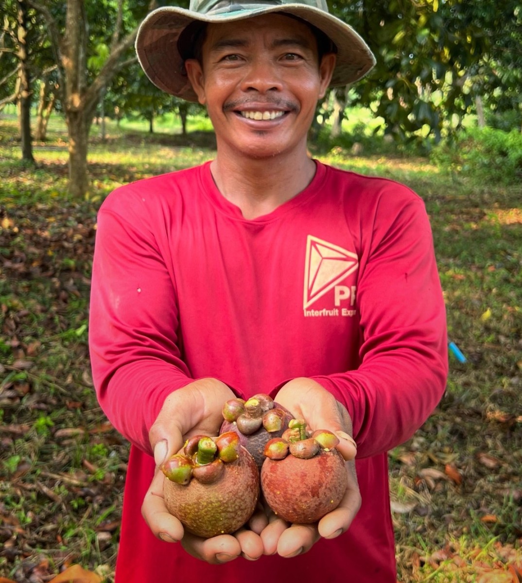 มังคุดออแกนิค คละขนาด15-24ลูก/กก. มาตรฐาน Organic Thailand สวนนิรามิสสุข จ.ตราด - Image 5
