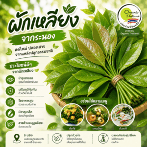 ผักเหลียง สวนมรดก มาตรฐาน Organic Thailand จ.ระนอง 200กรัม